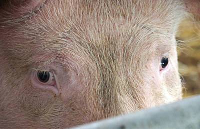 Прогноз: Изменений закупочных цен на свинину пока не ожидается