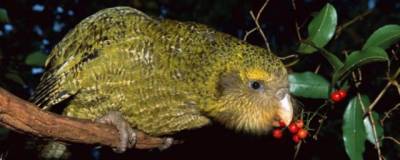 Ученые университета Отаго: попугаю какапо не грозит генетическое вымирание