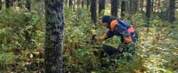 В СК сообщили подробности трагедии на лесной делянке в Вытегорском районе