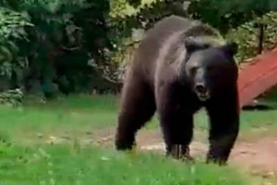 Медведь прогулялся под окнами жителей поселка и напугал россиян