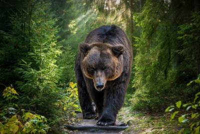 В Кемеровской области медведь убил грибника