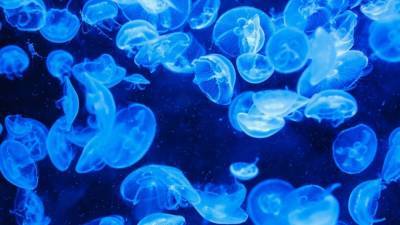 Российское экологическое общество прокомментировало планы Украины судиться из-за медуз