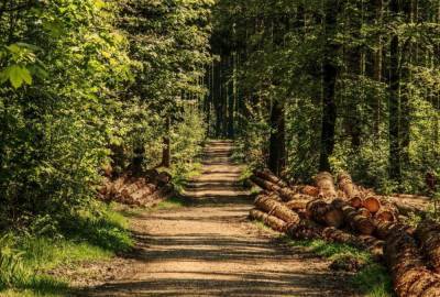 Лесорубы-нелегалы нарубили в Ленобласти деревьев на 60 млн рублей
