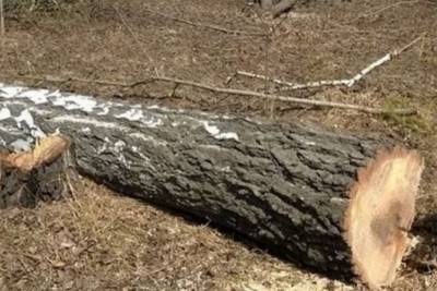 Зауральский лесоруб случайно убил человека деревом
