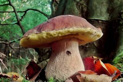 Ивановцы в соцсетях хвастаются гигантскими грибами
