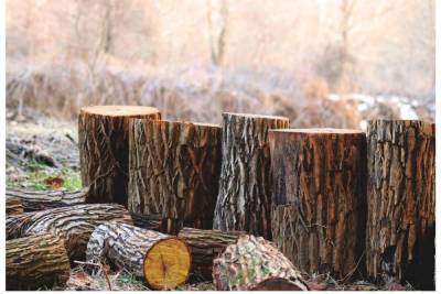 В Ленобласти арестовали браконьеров, нарубивших дров на 60 миллионов рублей