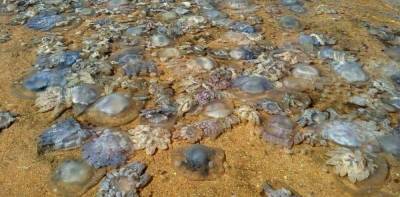Запорожские чиновники несут потери от русских медуз
