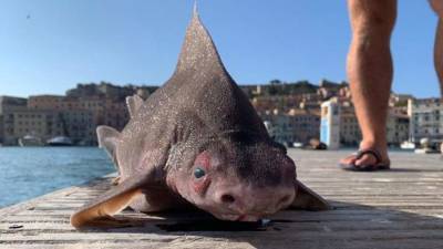 Моряки в Италии нашли акулу с мордой свиньи