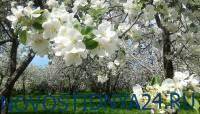 В «Ясной поляне» восстановят яблоневый сад, посаженный Толстым