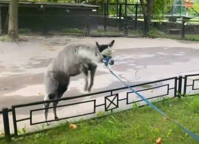 Альпака Шарлотка из Ленинградского зоопарка впервые вышла в свет — видео