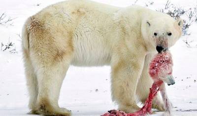 Глобальное потепление превращает белых медведей в кровосмесителей и каннибалов