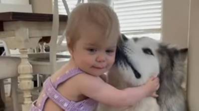 Девочка очень сильно захотела обнять собаку в два раза больше себя - получилось милое видео!