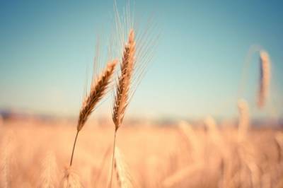 В Минсельхозе заявили, что объем собранного зерна составил 97,2 млн тонн