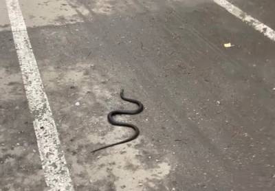 Костромичей удивили пользующие по дорогам змеи