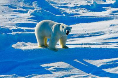 Тающие ледники склонили белых медведей к инцесту