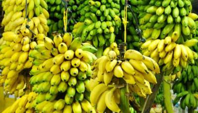 Туркменское предприятие намерено в этом году собрать 70 тонн бананов