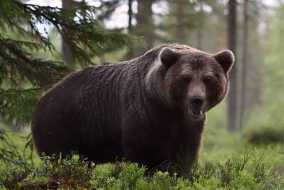 Наткнувшийся на медведя новгородец прогнал косолапого диким ором