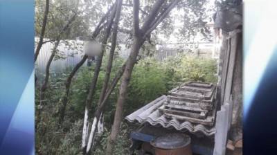 В Нижнем Ломове обнаружили 77 кустов наркосодержащего растения - penzainform.ru - Россия