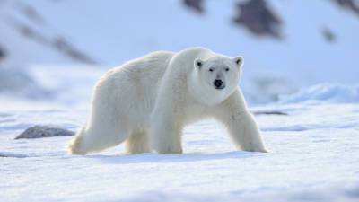 Глобальное потепление вынудило белых медведей к инцесту