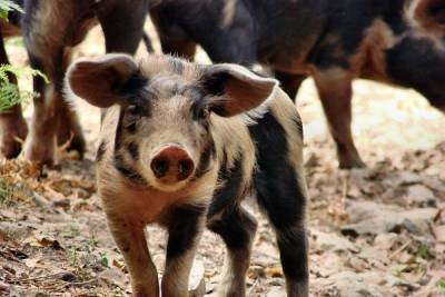 В деревне Островского района установили карантин по африканской чуме свиней