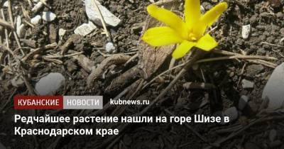 Редчайшее растение нашли на горе Шизе в Краснодарском крае