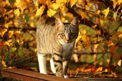 Осенняя прохлада и ваша кошка: о чем следует помнить