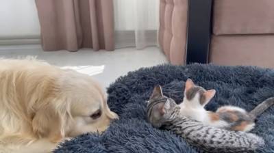 Наглые котята прогнали пса с его места: видео набирает популярность в сети