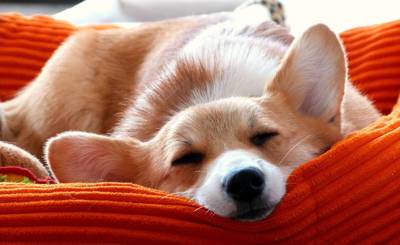 WeChat (Китай): спать с собакой в одной кровати полезно для здоровья?