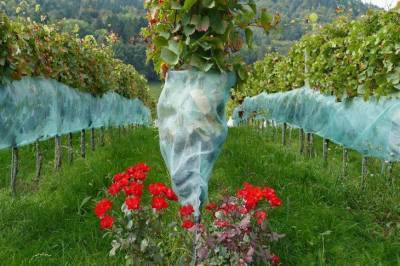 Зачем опытные дачники розы сажают возле винограда