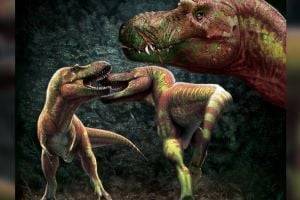 Ученые узнали, как тираннозавры организовывали «бойцовские клубы»