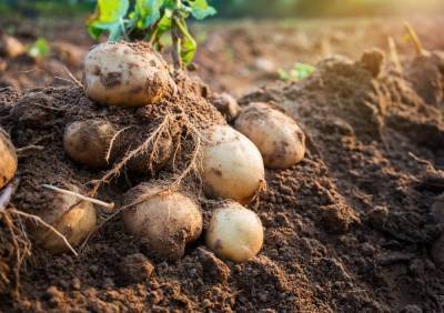 Что делать осенью с картофельником: пошаговая инструкция