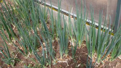 Как сажать лук осенью: правила температуры, почвы и схемы
