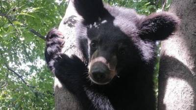 Гималайских медвежат-сирот выпустили в тайгу в Приморье после реабилитации