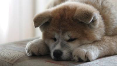 WeChat: сон с собакой может привести к зависимости питомца от хозяина
