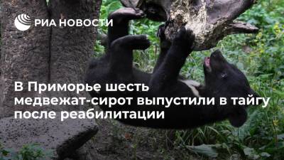 В Приморье шесть гималайских медвежат-сирот выпустили в тайгу после реабилитации