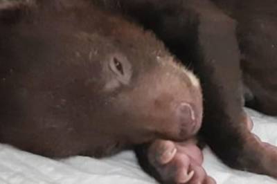 В Приморье выпустили в лес шесть гималайских медвежат