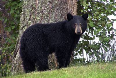 В Приморье экологи выпустили в лес шесть гималайских медвежат