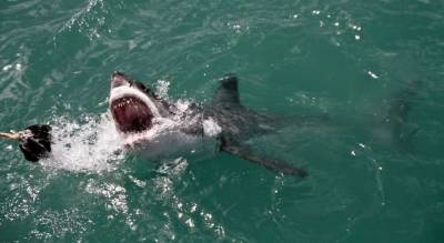 Новость об атаке акулы на отдыхающего прокомментировали власти Египта