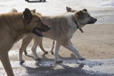 В Хабаровском крае бродячие собаки покусали двух детей