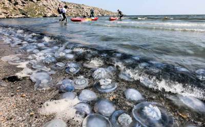 В ситуации с медузами в Азовском море виновата водная блокада Крыма со стороны Украины