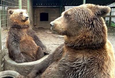 Задумчивые ленинградские медведи покорили пользователей Сети