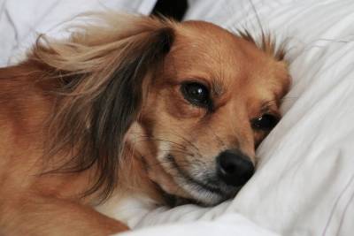 Названы опасности, которые приносит сон с собакой в одной кровати