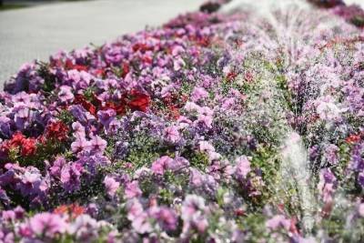 На набережной и в парках Астрахани высадили 50 тысяч цветов