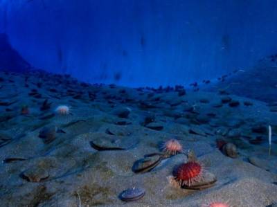 Археологи обнаружили следы древнейшего в Адриатическом море кораблекрушения