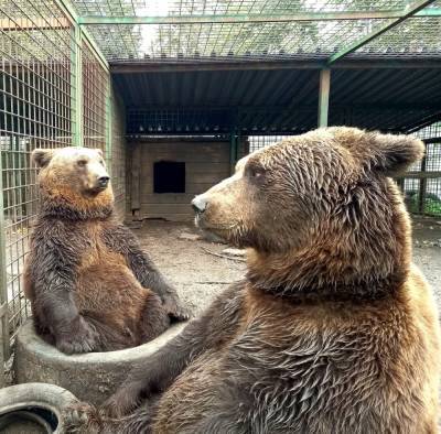 Задумчивые медведи из «Велеса» покорили пользователей Сети