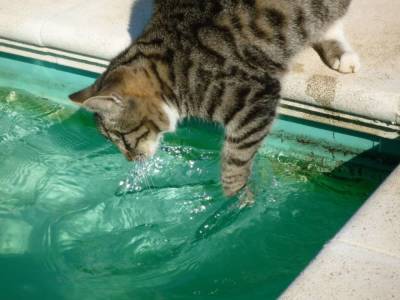 5 пород кошек, которые с удовольствием плавают