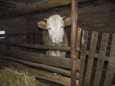В Башкирии исправительная колония закупает коров для осужденных