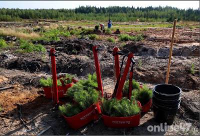 Александр Дрозденко: Ленобласть готовит законопроект о переводе бесхозных земель под лесовосстановление