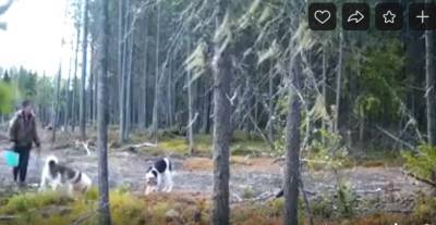 Фотоловушка запечатлела кражу профессионального капкана на волков под Сыктывкаром