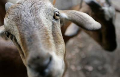 Отчаянные крики козы спровоцировали спасательную операцию с вертолетом